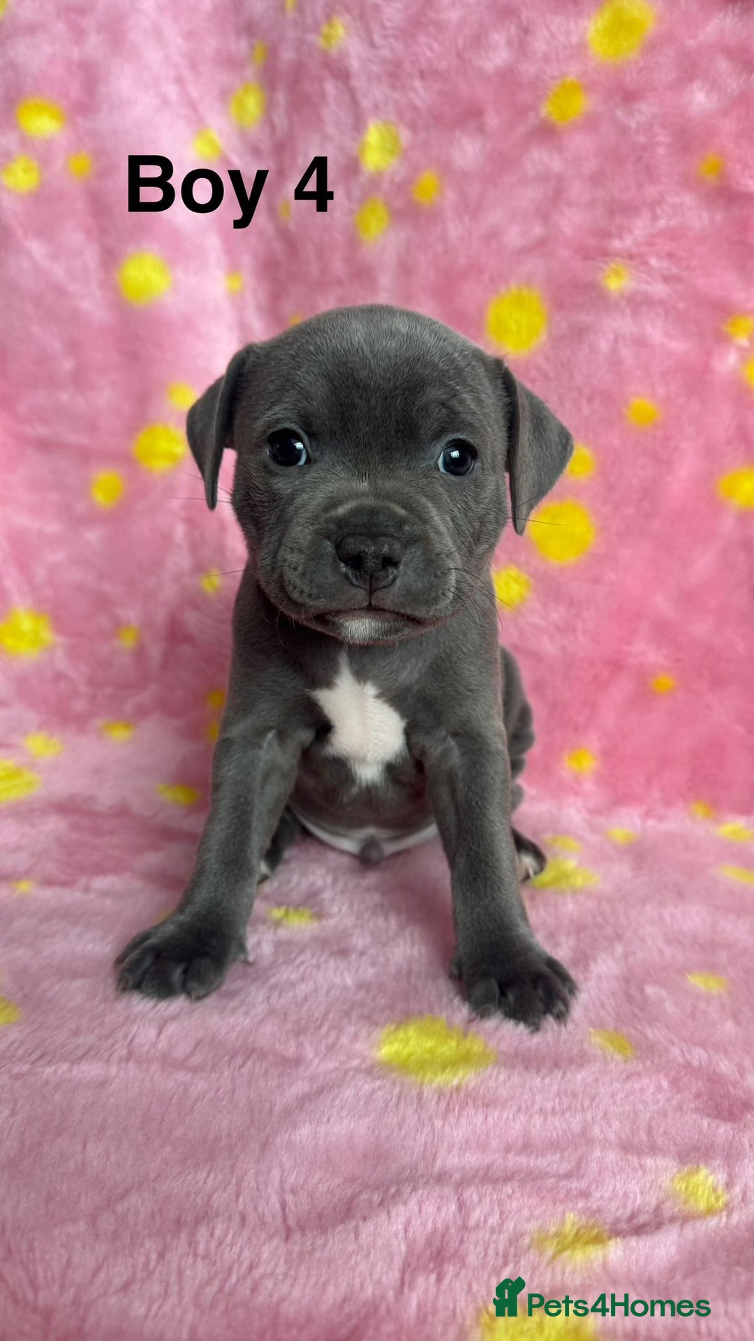 Staffordshire Bull Terrier dogs for sale: Stella & Astro Puppies - Image 4