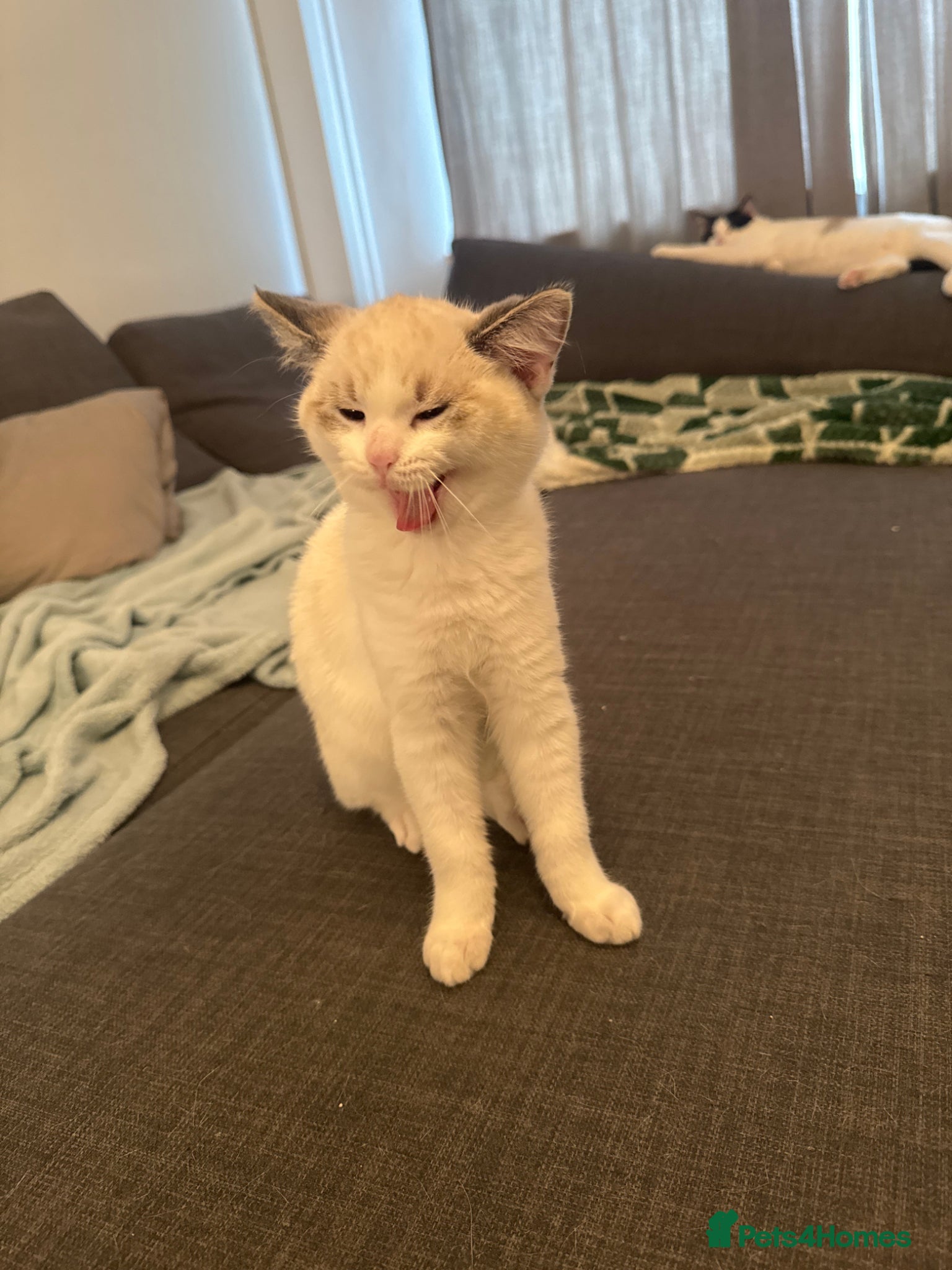British Shorthair cats Cute White & GreyKitten Looking for a Loving Home - Advert 1