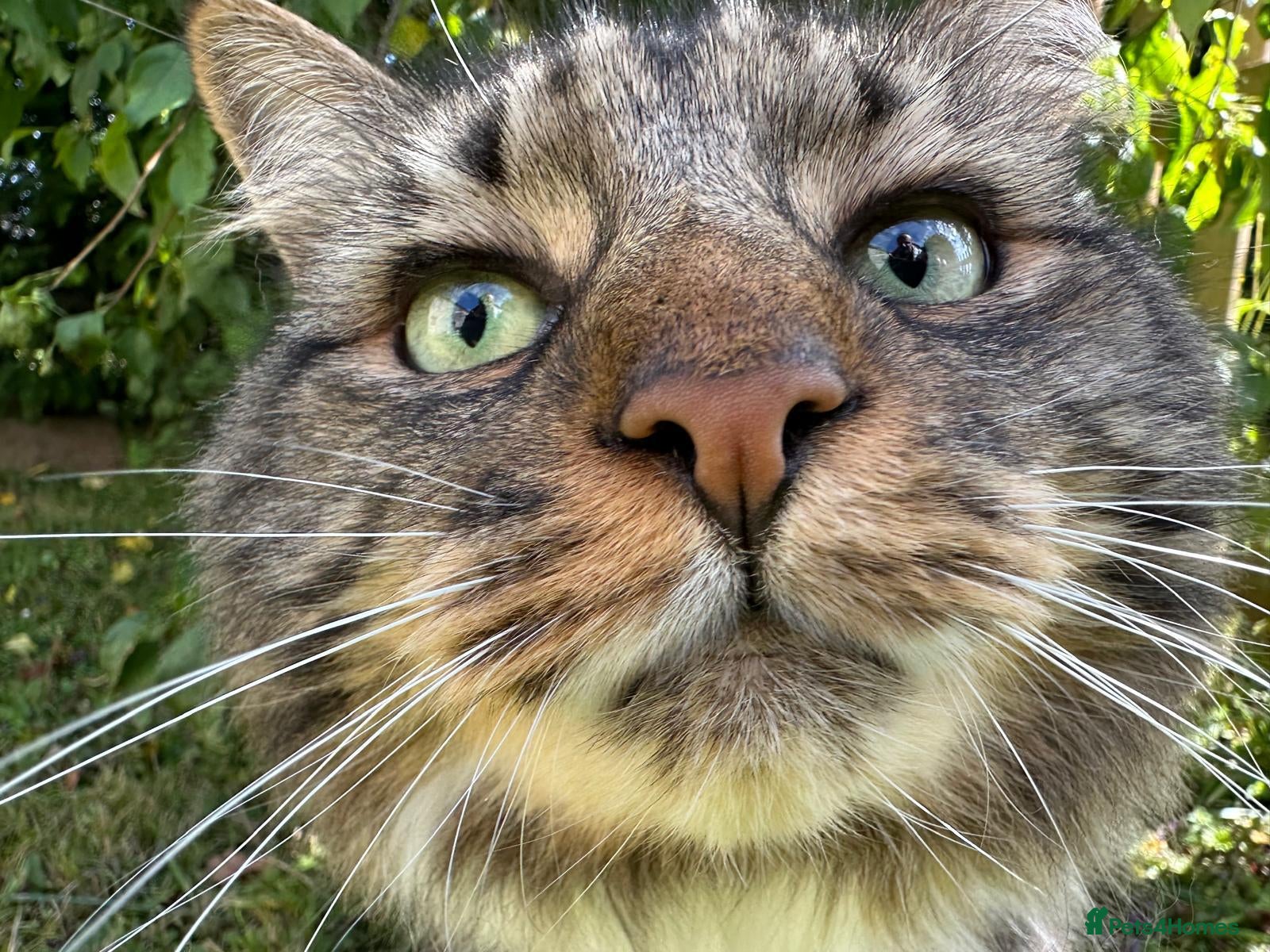 British Longhair cats Incredibly Beautiful British Longhair Male Cat - Advert 3