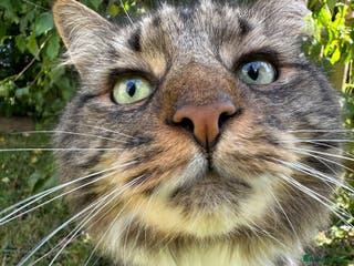 British Longhair cats Incredibly Beautiful British Longhair Male Cat - Advert 9