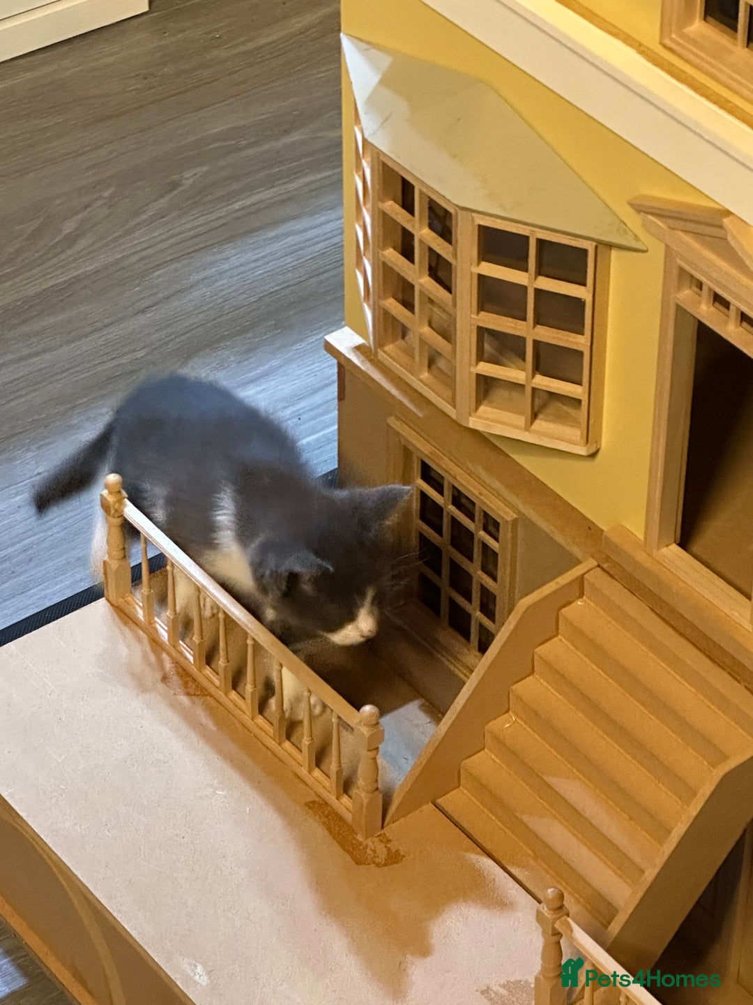 Maine Coon cats for sale: Maine Coon Crosses - Advert 9