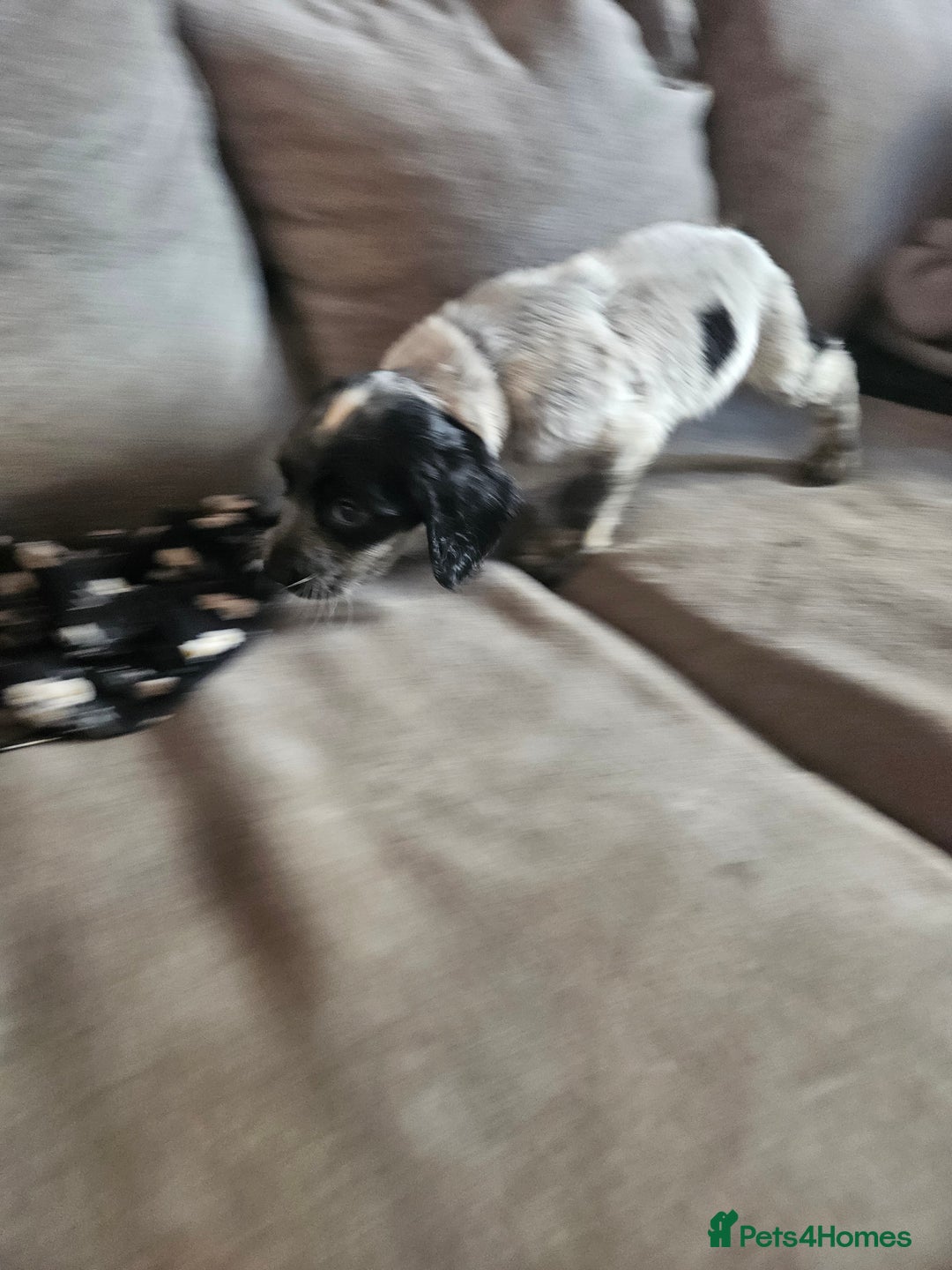Cocker Spaniel dogs for sale: Beautiful cocker spaniel pups - Image 23