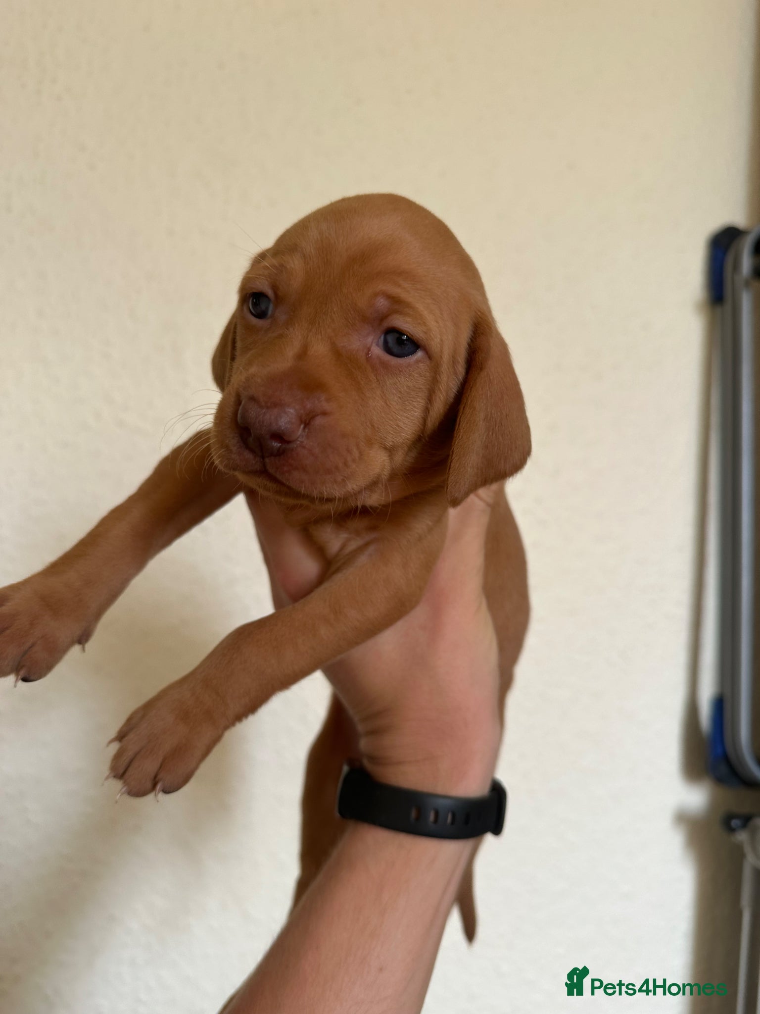 Hungarian Vizsla dogs KC Registered Hungarian Viszla litter  - Advert 6