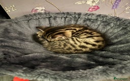 Mixed Breed cats for sale: 2 female kittens  - Image 8