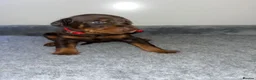 Dobermann dogs for sale: 🏆 Exceptional KC Registered Dobermann Puppies 🏆 - Advert 5