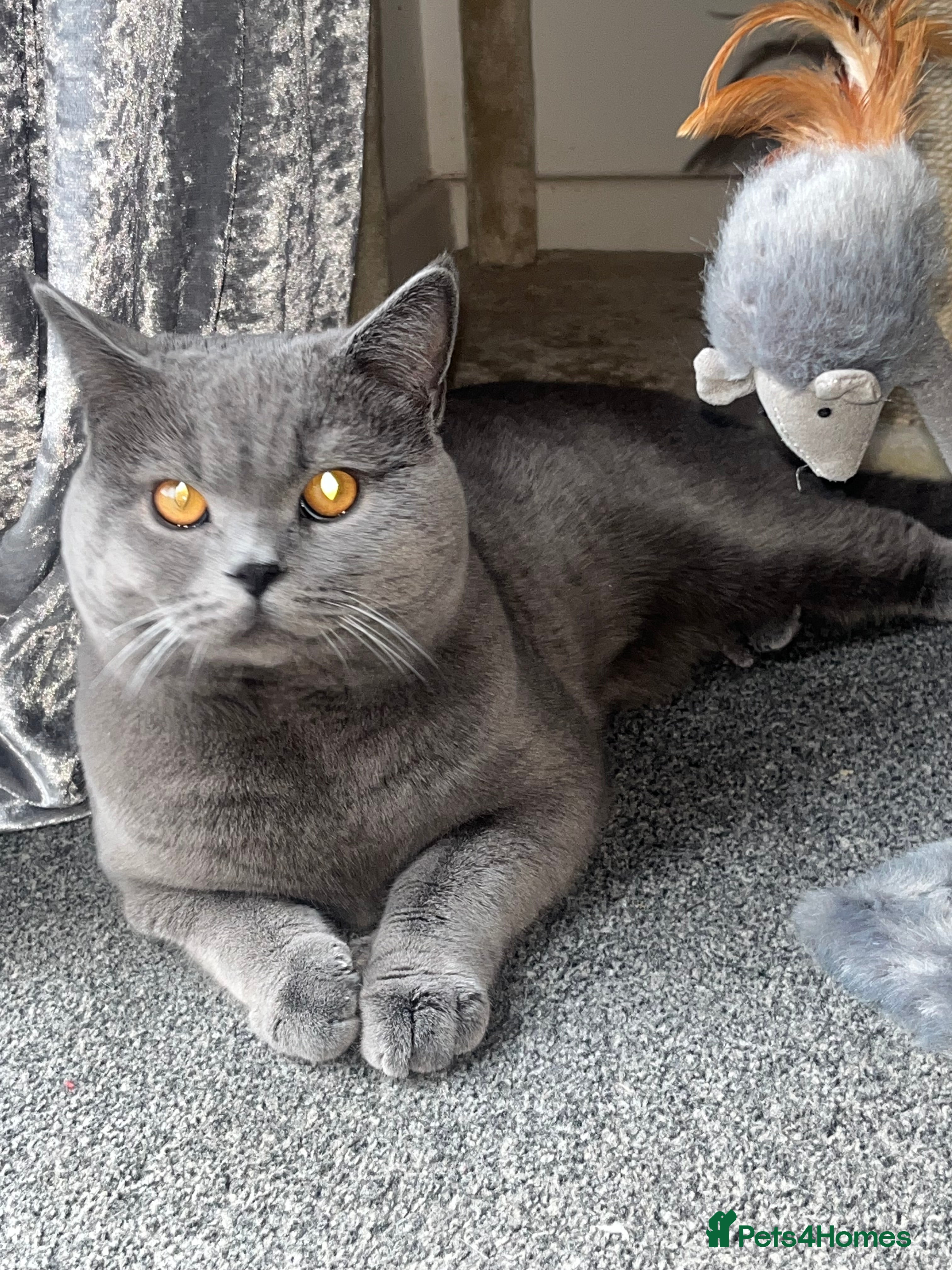 British Shorthair cats Blue British Shorthair GCCF Registered  - Advert 1