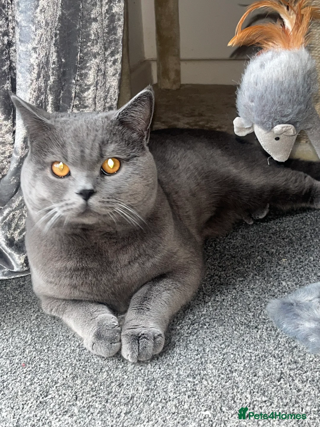 British Shorthair cats for sale: Blue British Shorthair GCCF Registered  - Advert 1