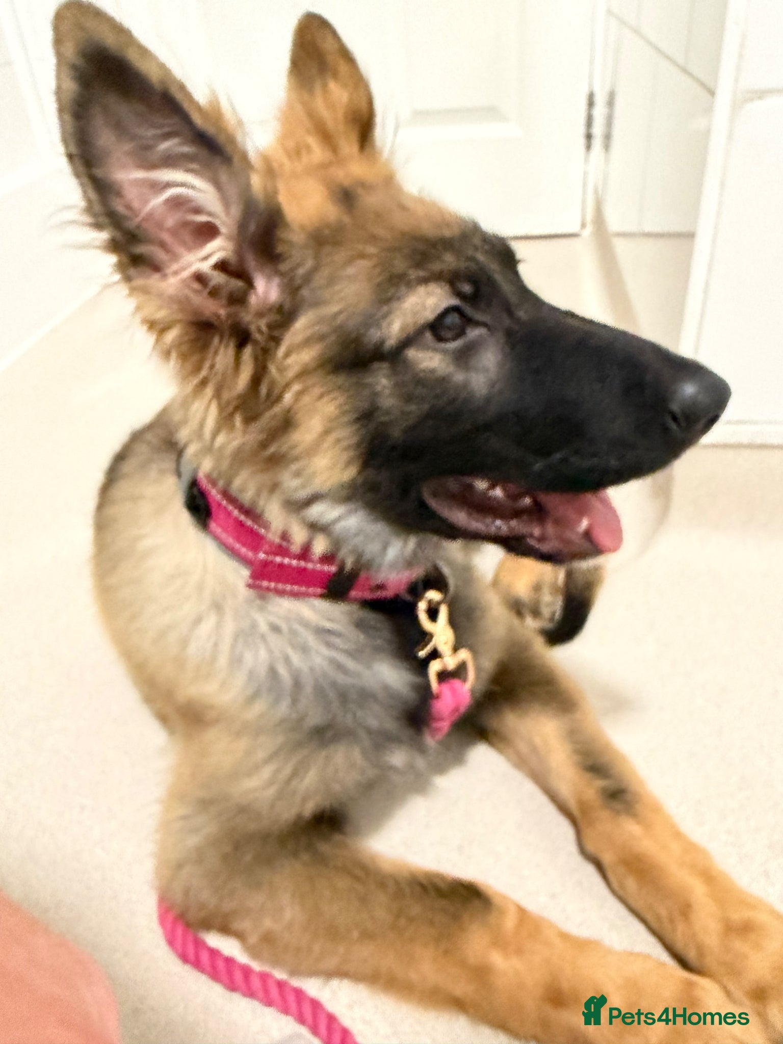 German Shepherd dogs German Shepherd Female Sable Puppy  - Advert 1