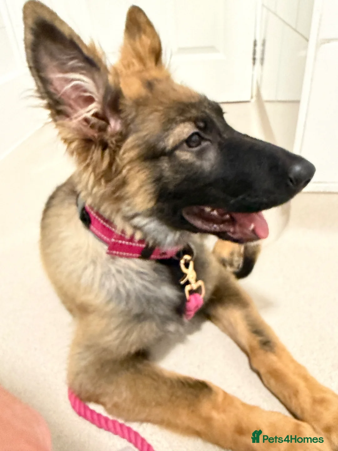 German Shepherd dogs for sale: German Shepherd Female Sable Puppy  - Advert 1