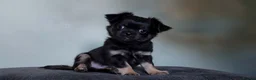 Chihuahua dogs for sale: Long haired chihuahua pups  in Rotherham - Advert 4