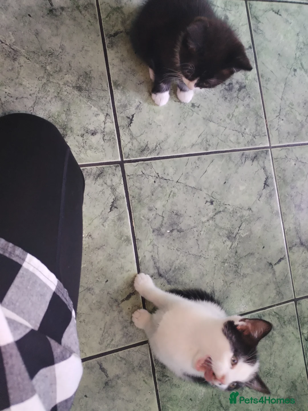 Mixed Breed cats for sale: Two little kittens for sale.  - Advert 2