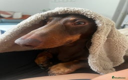 Dachshund dogs for stud: Stud - LONG HAIRED BLONDE ONLY - Image 2