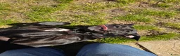 Mixed Breed dogs for sale: Staff x Labrador Female - 3 years old  - Advert 9