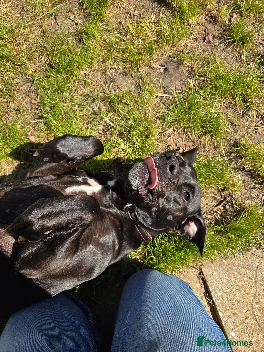 Mixed Breed dogs for sale: Staff x Labrador Female - 3 years old  - Advert 9