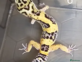 Leopard Gecko reptiles Baby leopard geckos , cresties and royals - Advert 5