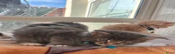 Maine Coon cats for sale: Maine coon kittens - Advert 6