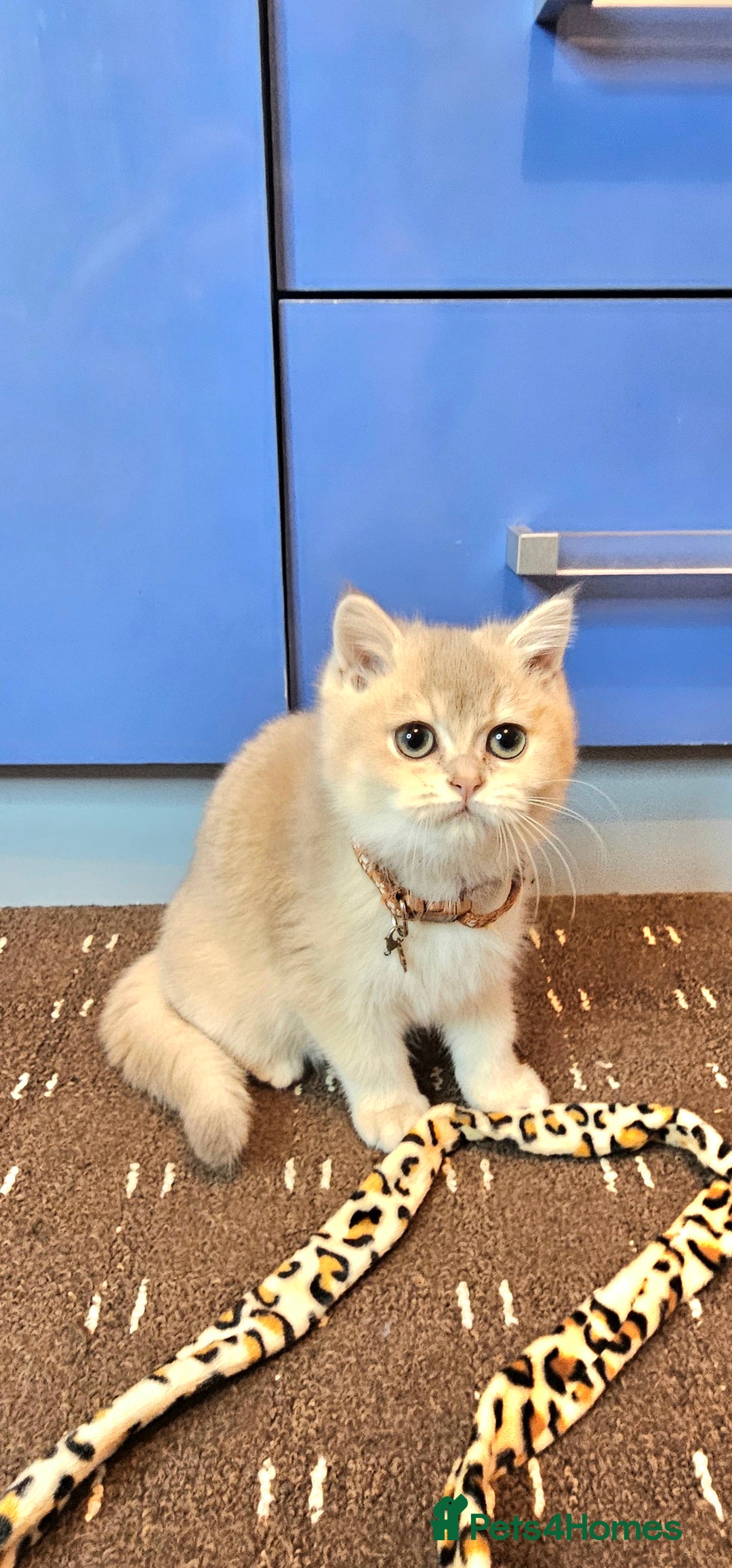 British Shorthair cats for sale: BSH GOLDEN KITTENS - Advert 23