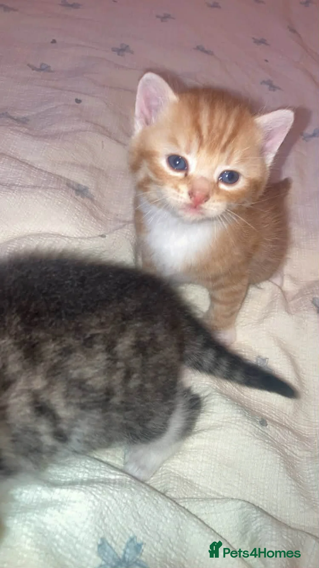 Mixed Breed cats for sale: Boy kitten  - Advert 2