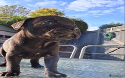 Mixed Breed dogs for sale: Frenchbulldog cross puppies  - Image 14