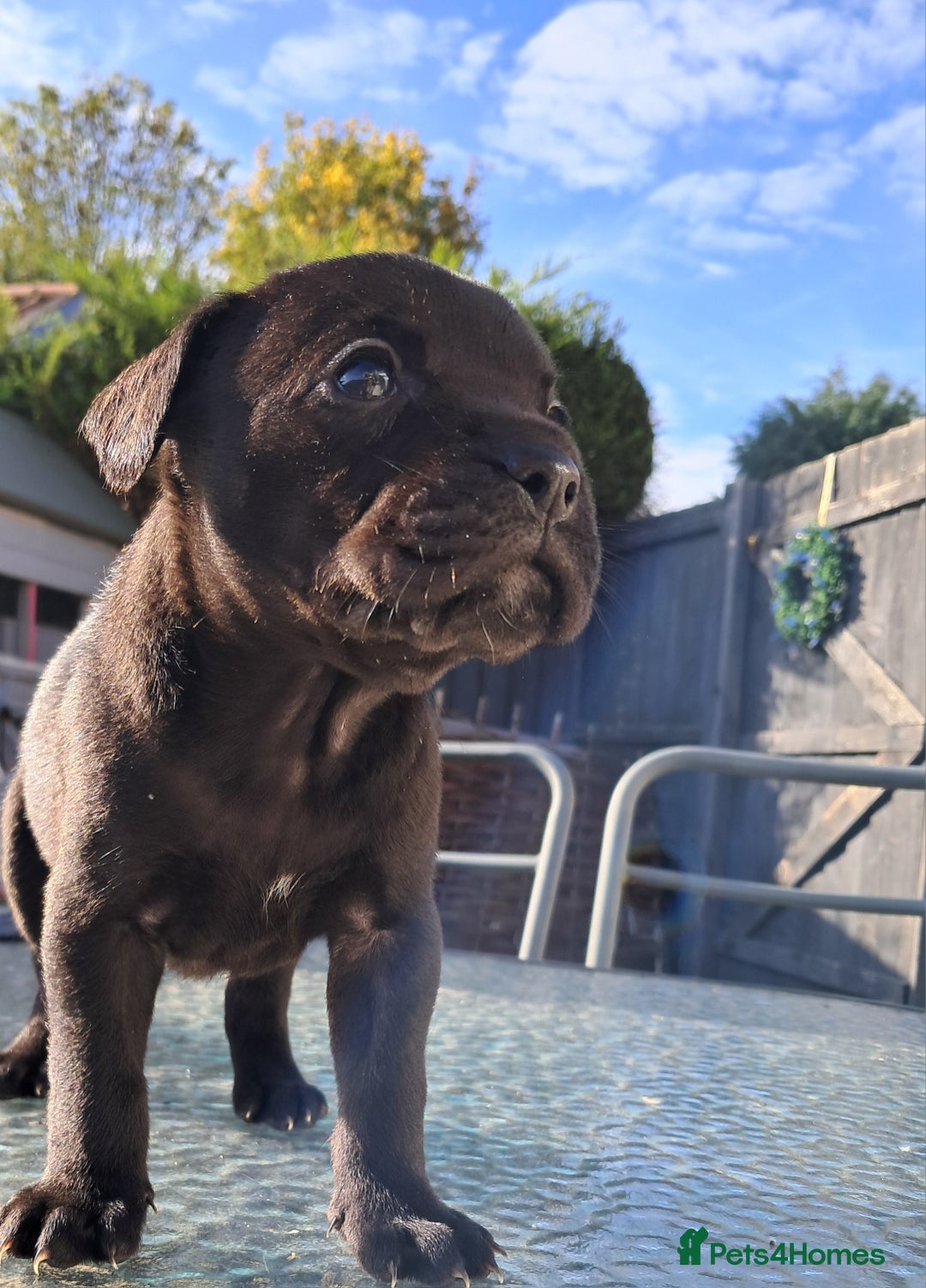 Mixed Breed dogs for sale: Frenchbulldog cross puppies  - Image 14