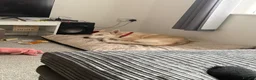 Mixed Breed dogs for sale: Rocky  - Advert 10