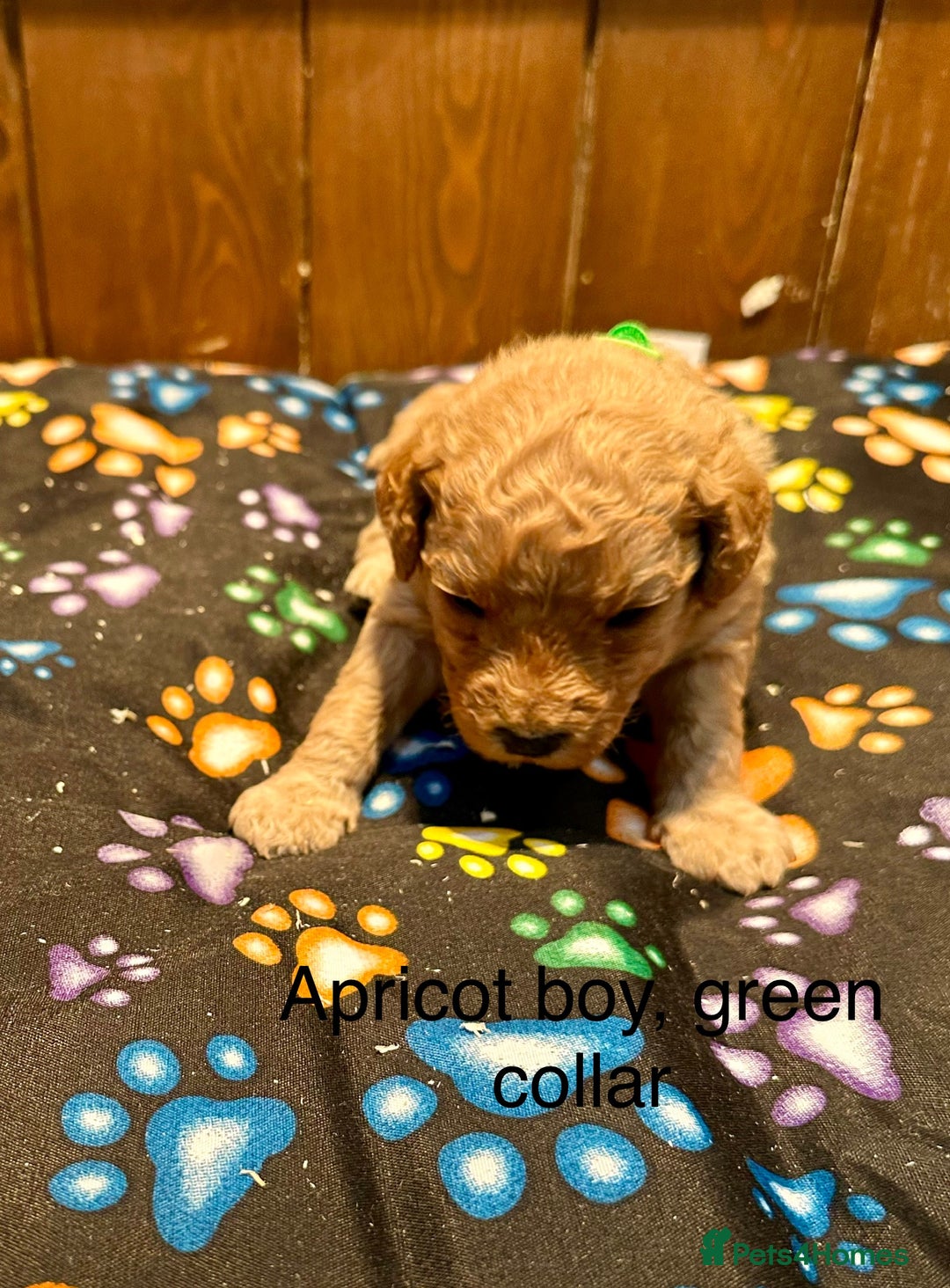 Labradoodle dogs for sale: Miniature Labradoodles from experienced breeder  - Advert 15