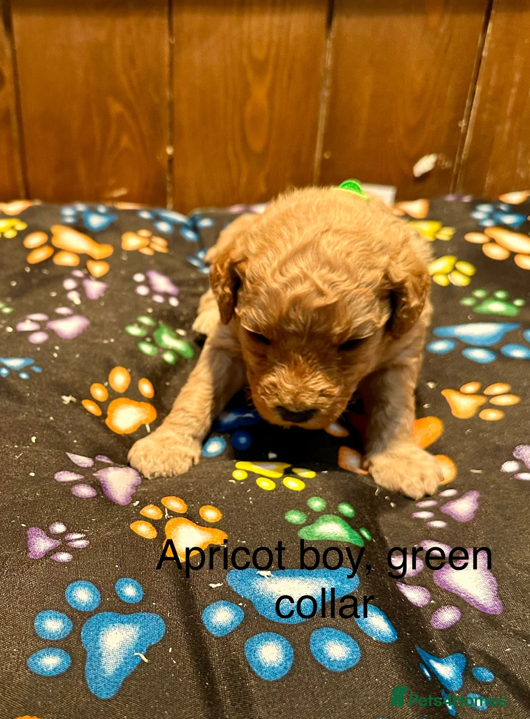 Labradoodle dogs for sale: Miniature Labradoodle from experienced breeder  - Advert 14