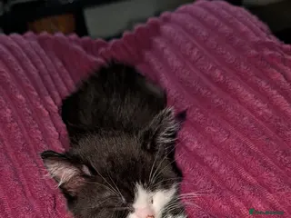 British Longhair cats British long hair kitten - Advert 5