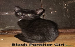 Bengal cats for sale: Stunning Bengal Plus - Image 8