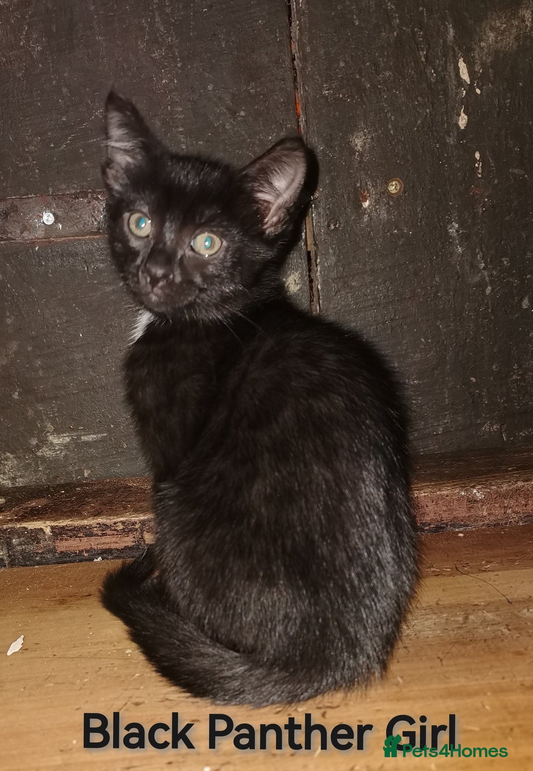 Bengal cats for sale: Stunning Bengal Plus - Image 8