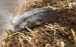 Hamster rodents for sale: Supertamed Russian white dwarf Baby Hamsters - Image 10