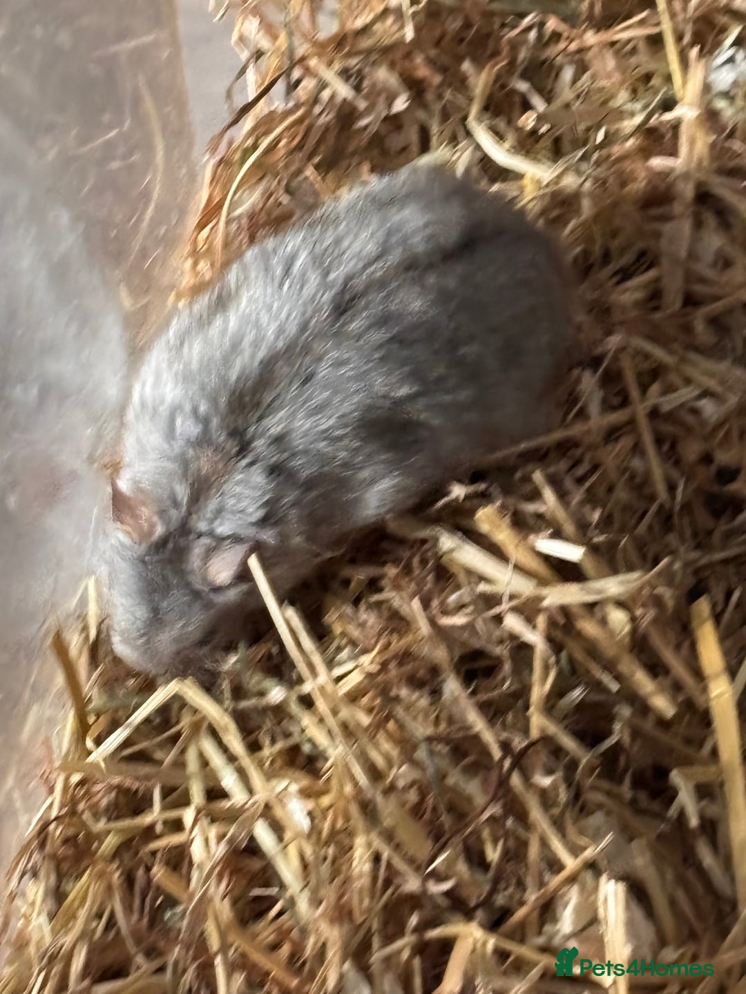 Hamster rodents for sale: Supertamed Russian white dwarf Baby Hamsters - Image 10