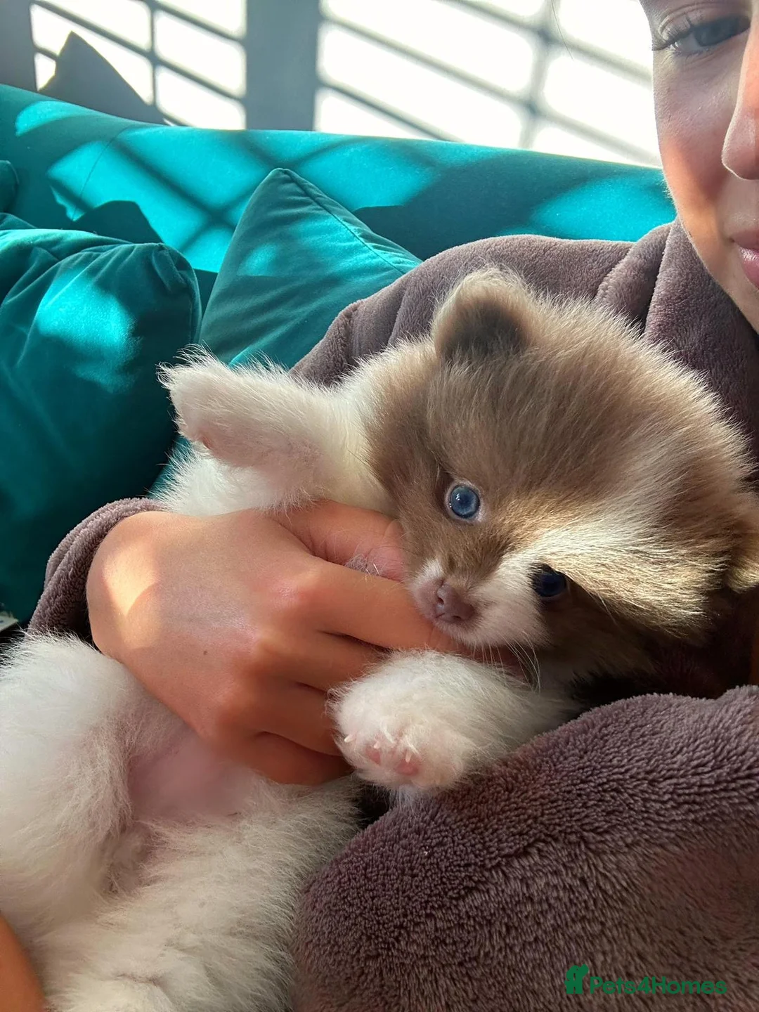 Pomeranian dogs for stud: 🏆 LOTS of champion lines, tiny teddy bear 🧸 in Leeds - Advert 20