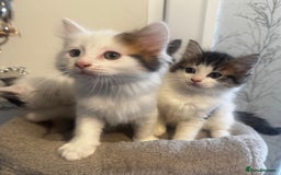 Ragdoll cats for sale: Beautiful Ragdoll Kittens  - Image 6