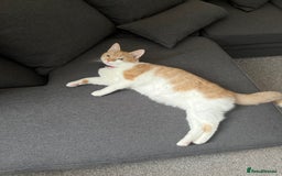 British Shorthair cats for sale: Ginger & White British Short hair  - Image 5