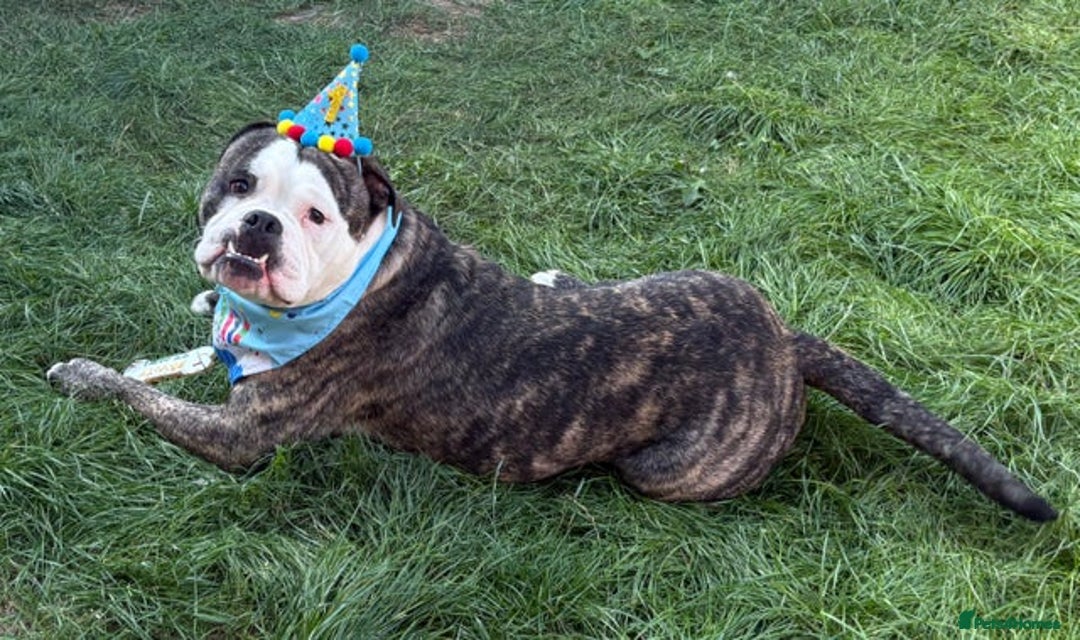 Dorset Olde Tyme Bulldogge dogs for sale: olde tyme bulldog looking for forever home - Advert 5