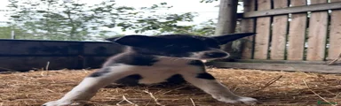 Border Collie 4