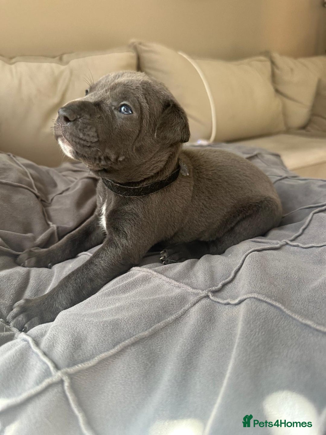 Mixed Breed dogs for sale: Staff x cane corso merle and grey pups for sale  - Image 16