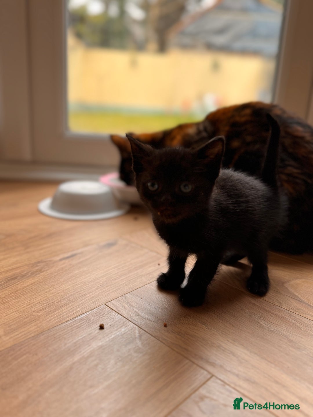 Mixed Breed cats for sale: Kittens ready now  - Advert 5