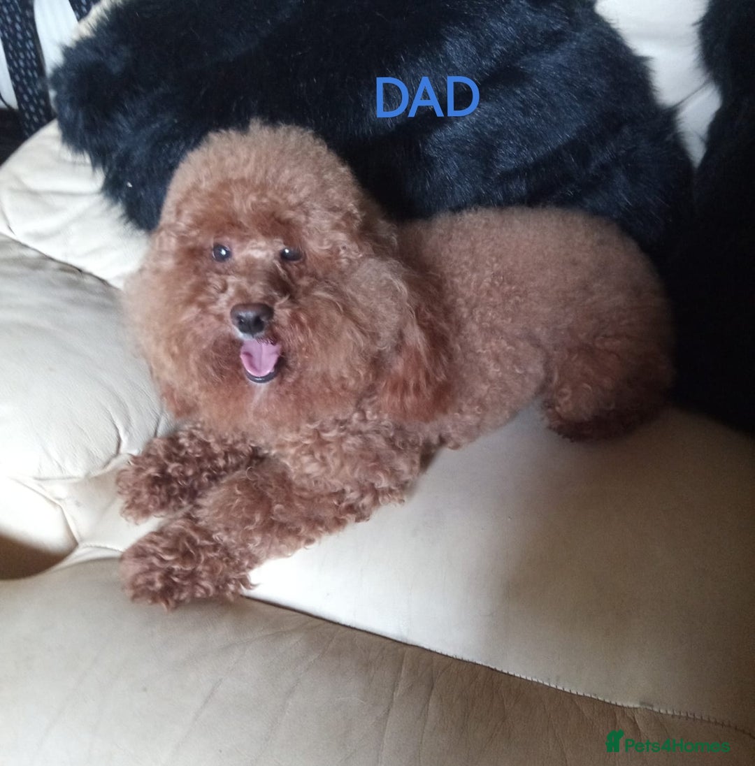Maltipoo dogs for sale: DNA health tested maltipoo puppies  - Advert 7