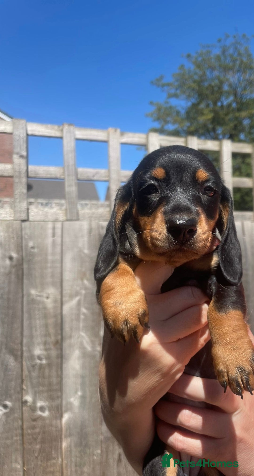 Miniature Dachshund dogs for sale: Beautiful Miniature Daschunds  - Image 34