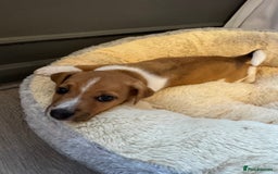 Jack Russell dogs for sale: Jack Russell pup - Image 4