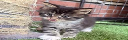 Maine Coon cats for sale: TICA Maine Coon Kittens | Russian & European Lines - Advert 8