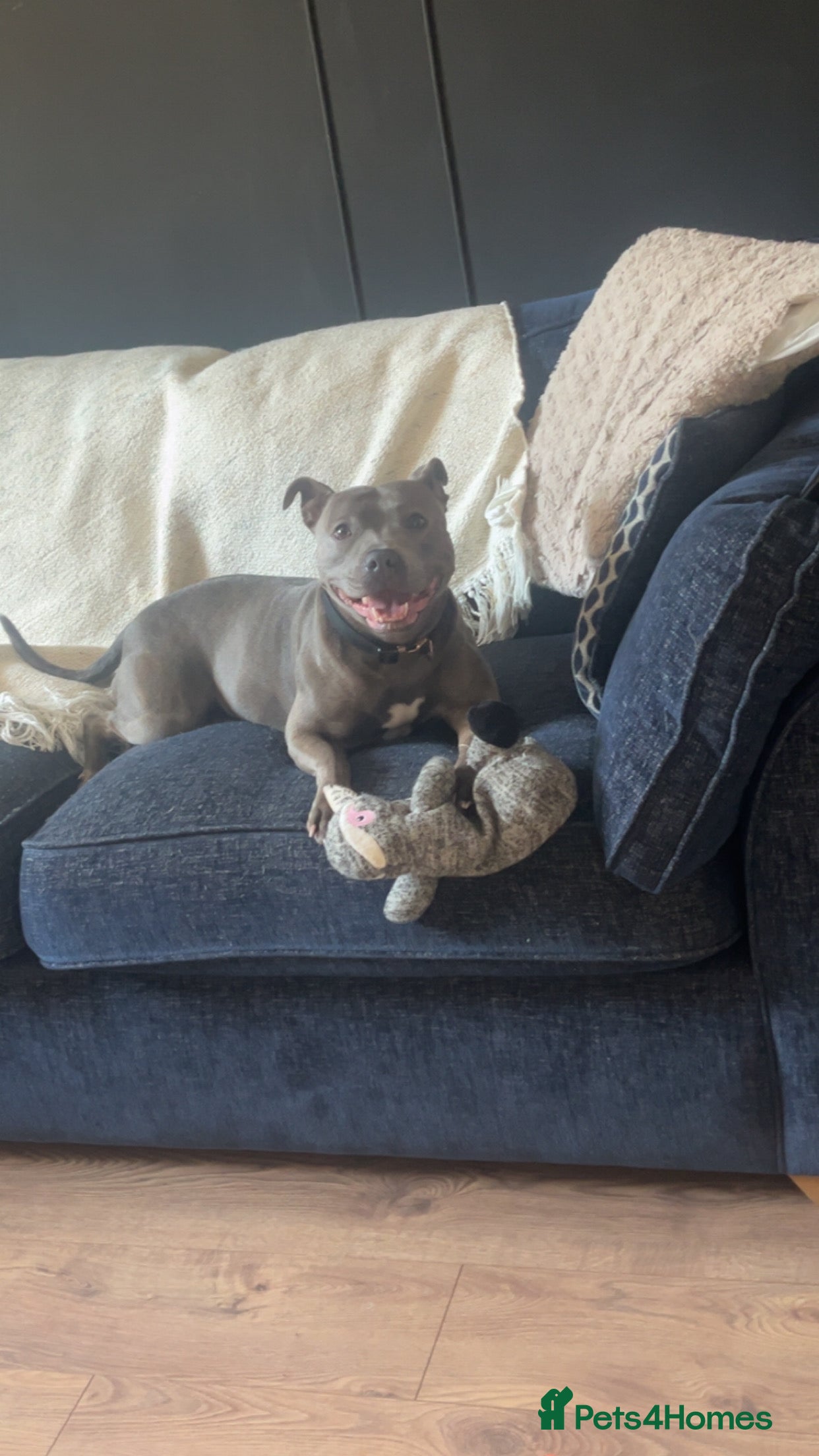 Staffordshire Bull Terrier dogs Blue Staffordshire bull terriers - Advert 1