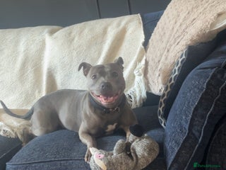 Staffordshire Bull Terrier dogs Blue Staffordshire bull terriers - Advert 1