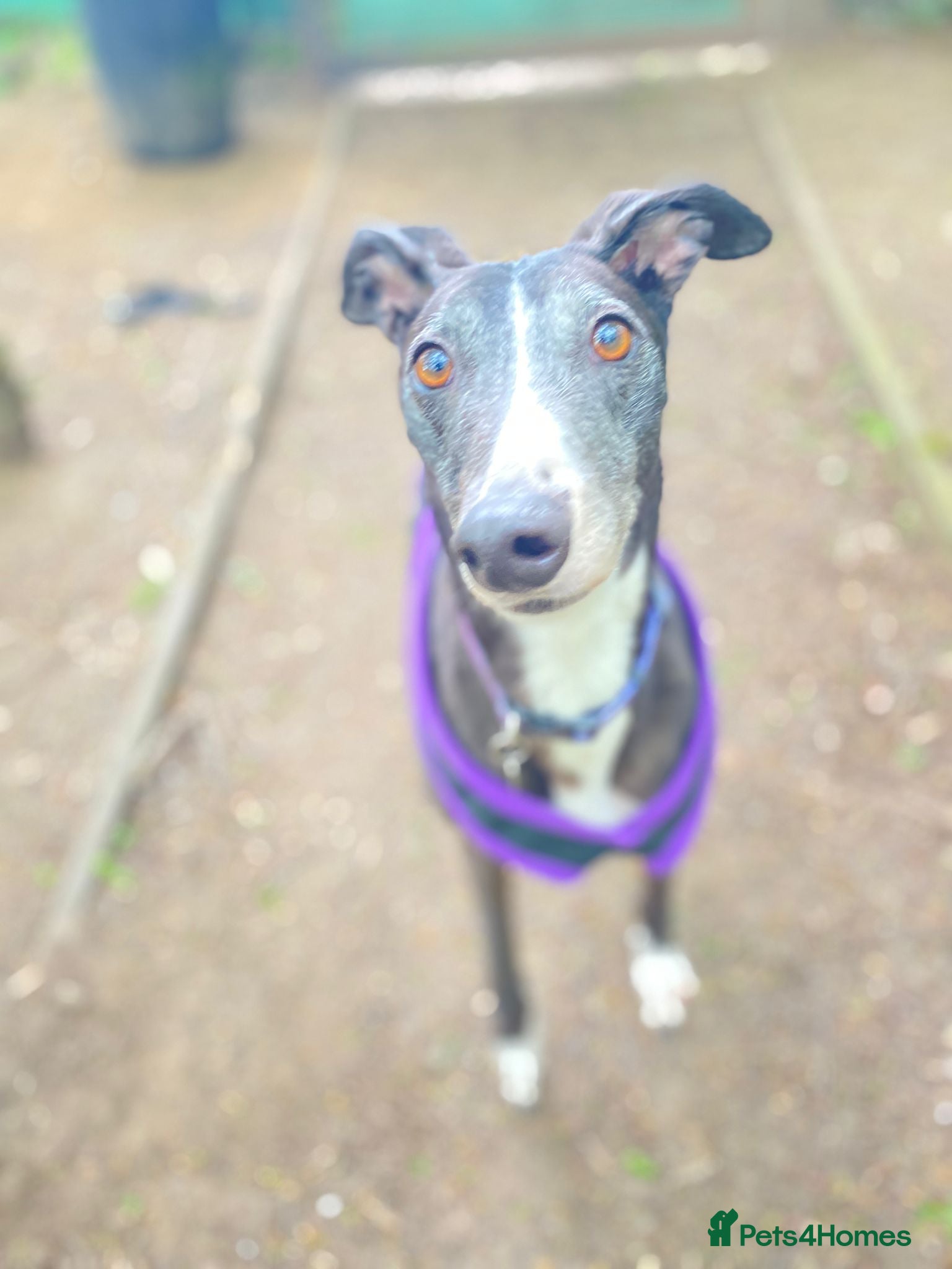 Greyhound dogs Sylvie - Advert 8