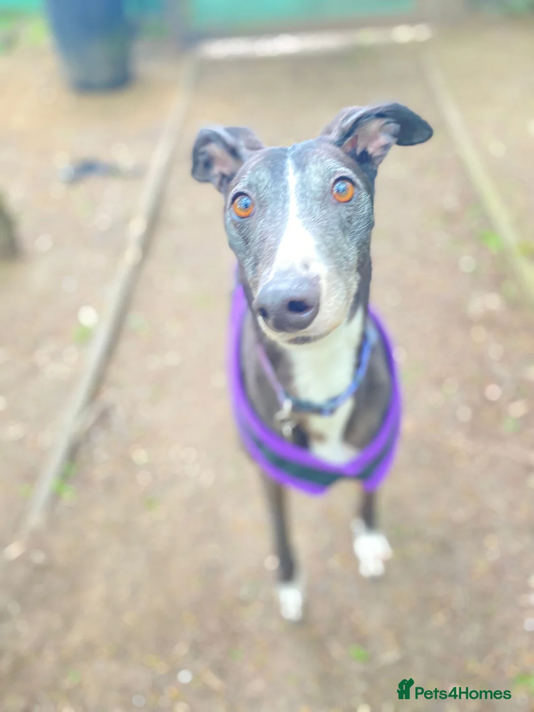 Greyhound dogs for adoption: Sylvie - Advert 1