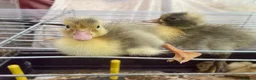 Ducks poultry for sale: Aylesbury Duck & Runner Ducklings & Hatching Eggs - Advert 5