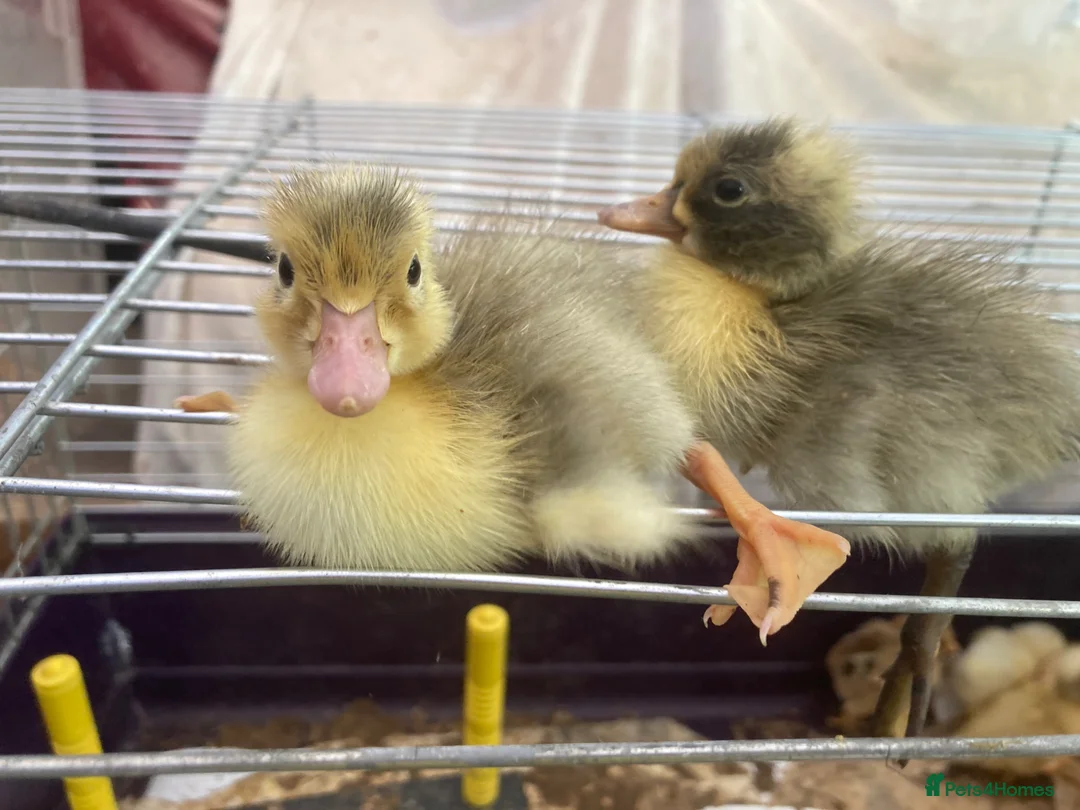 Ducks poultry for sale: Aylesbury Duck & Runner Ducklings & Hatching Eggs - Advert 5