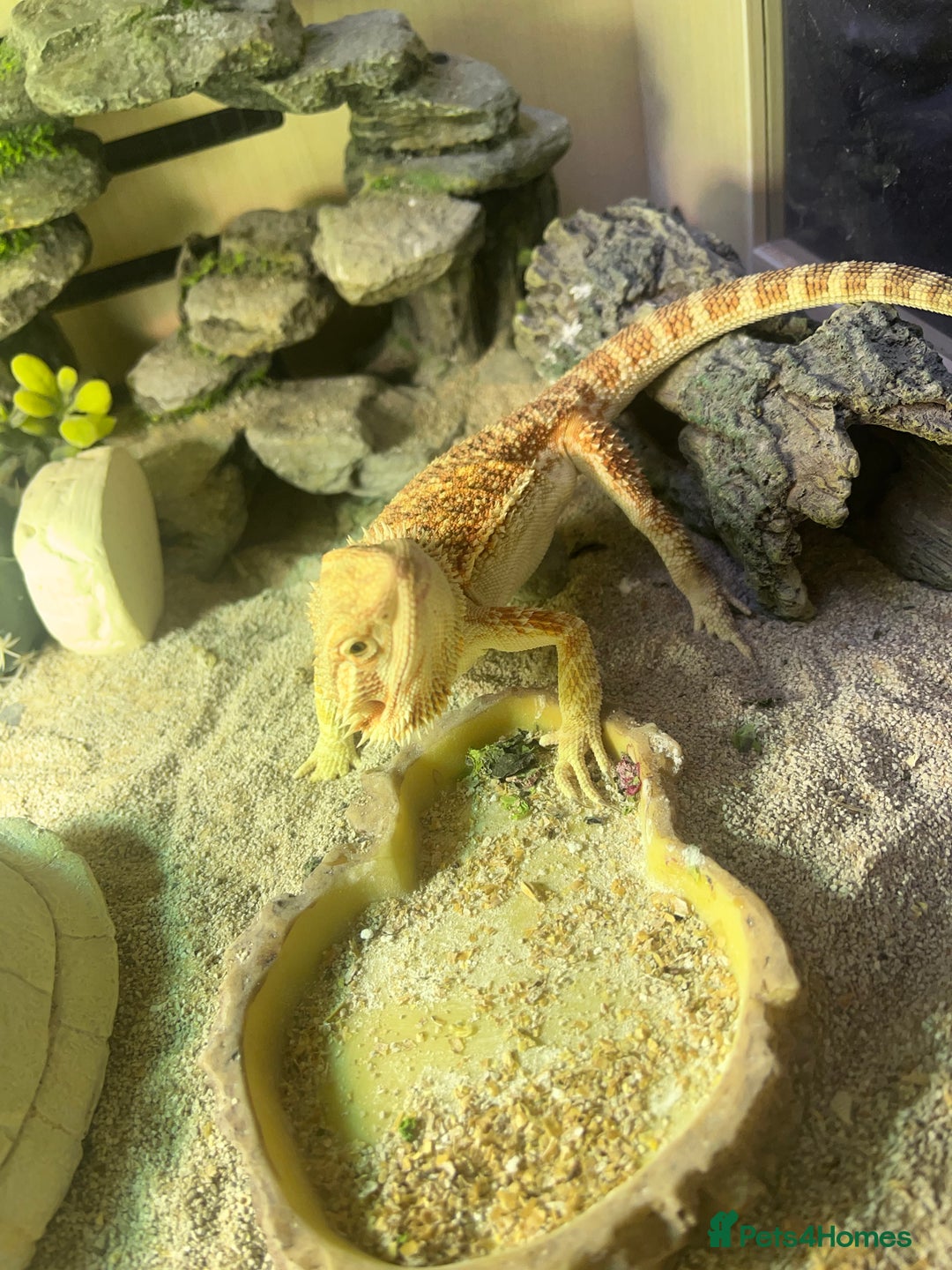 Dragon reptiles for sale: Bearded dragon with Viv  - Image 2